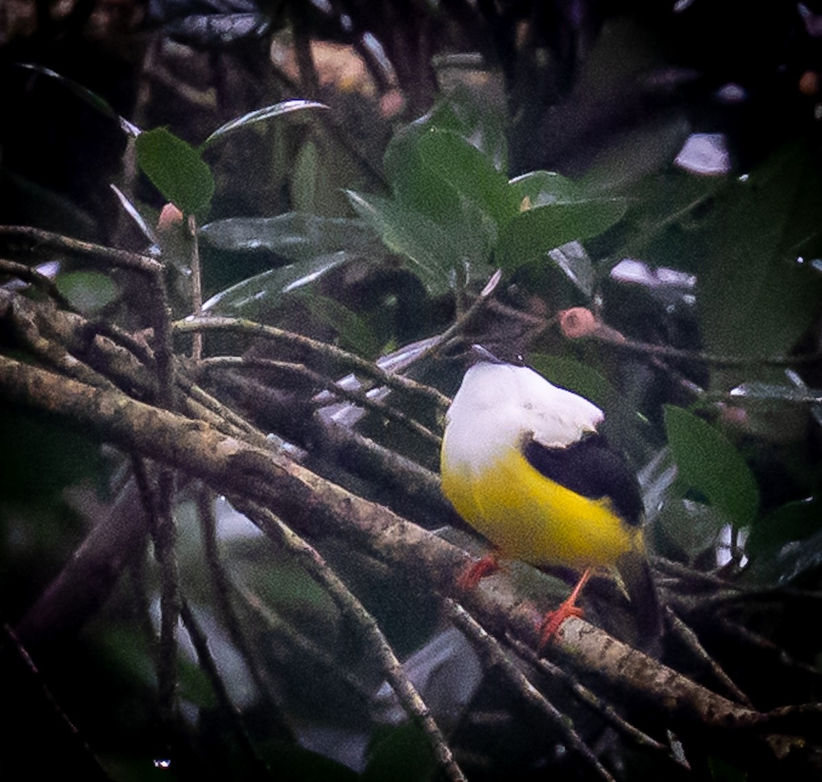 White-collared Manakin - ML636581753