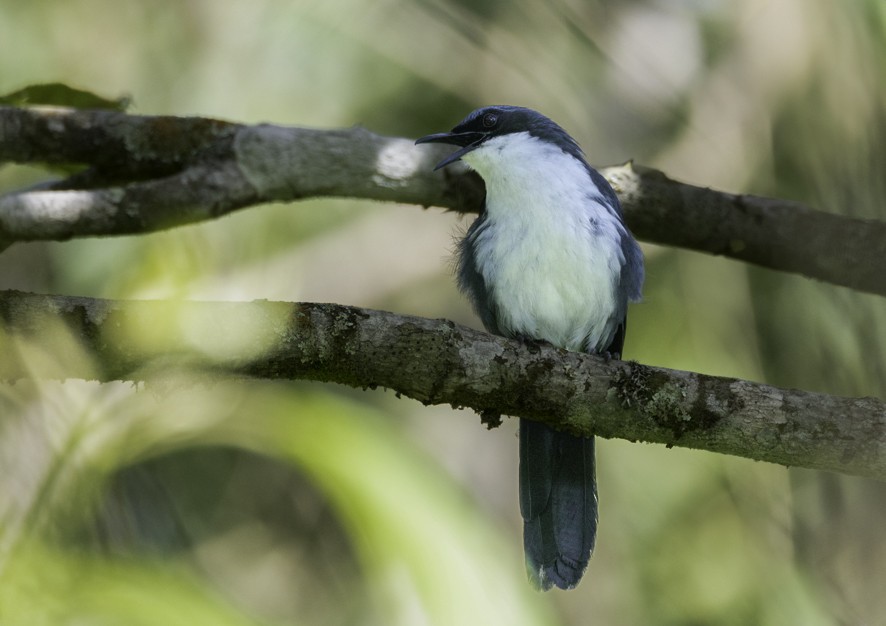 Blue-and-white Mockingbird - ML636581823