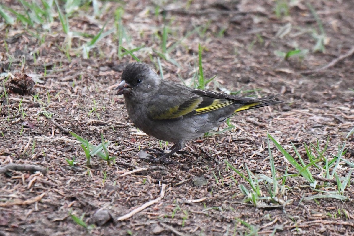Black-capped Siskin - ML636581909