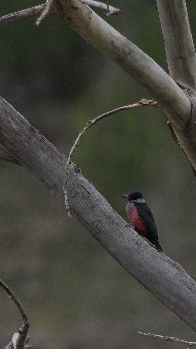 Lewis's Woodpecker - ML636581918