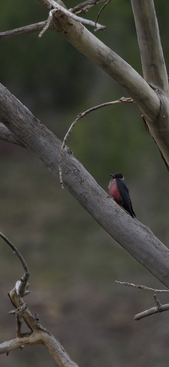 Lewis's Woodpecker - ML636581919