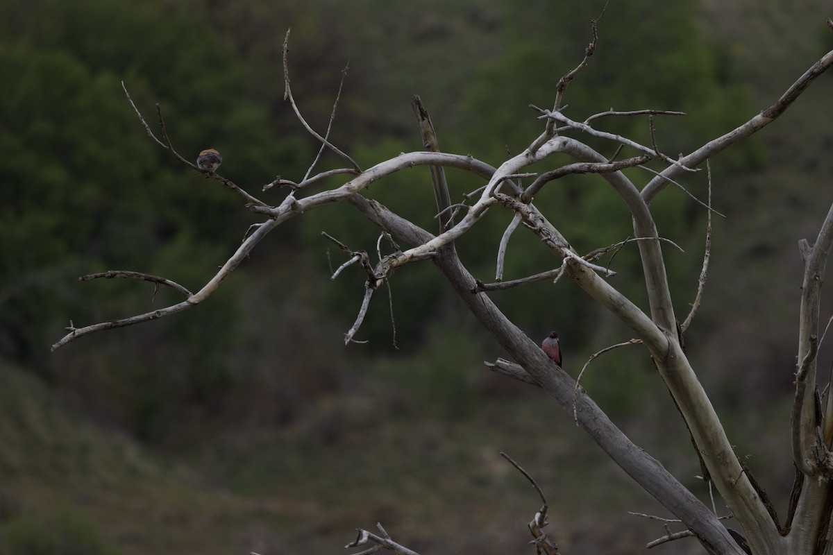 Lewis's Woodpecker - ML636581920