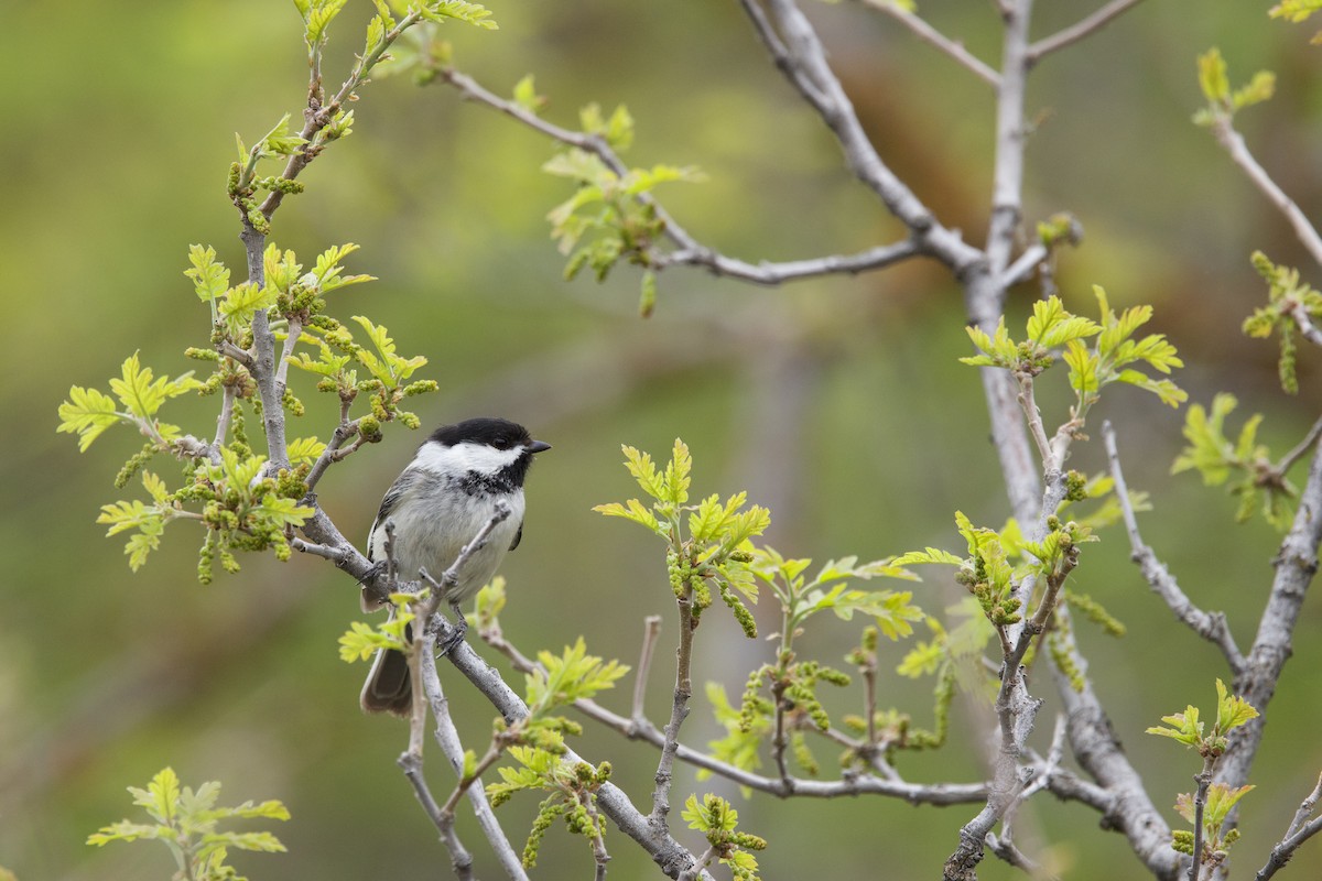 Black-capped Chickadee - ML636581942