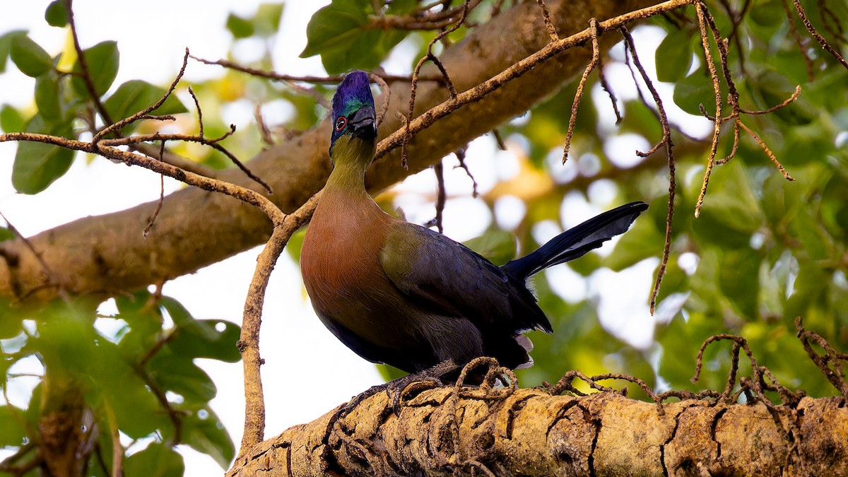 Purple-crested Turaco - ML636581945