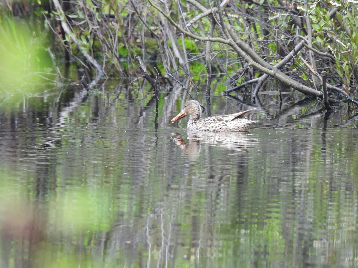 Northern Shoveler - ML636581953