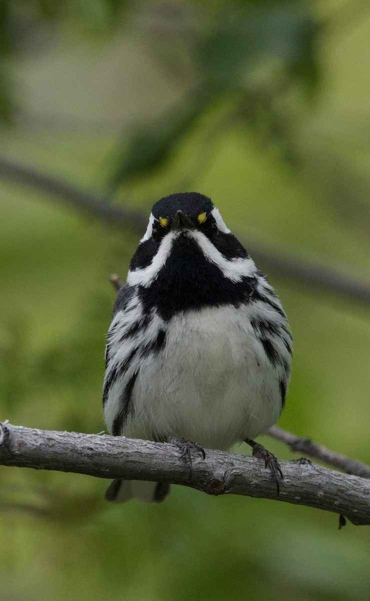 Black-throated Gray Warbler - ML636581976