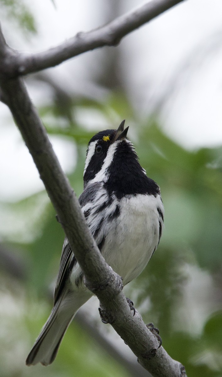 Black-throated Gray Warbler - ML636581977