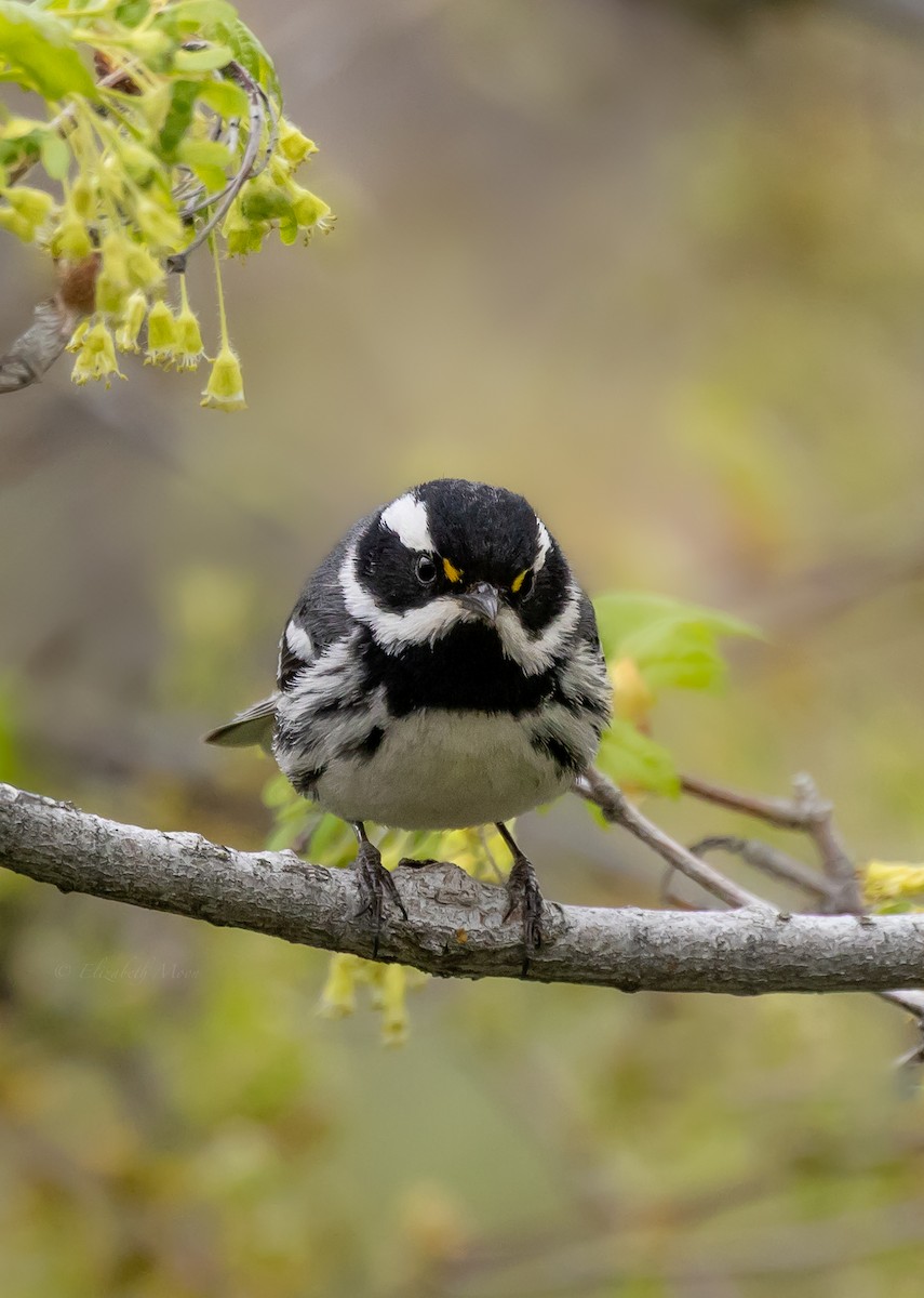 Black-throated Gray Warbler - ML636581978