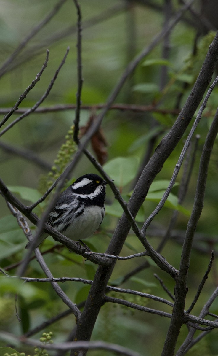 Black-throated Gray Warbler - ML636581979