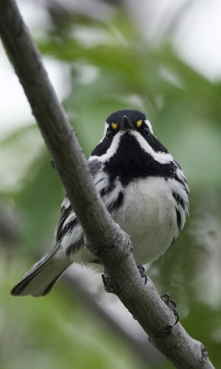 Black-throated Gray Warbler - ML636581980