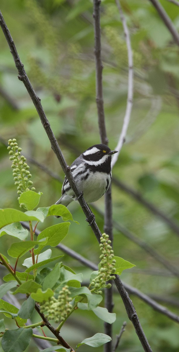 Black-throated Gray Warbler - ML636581981