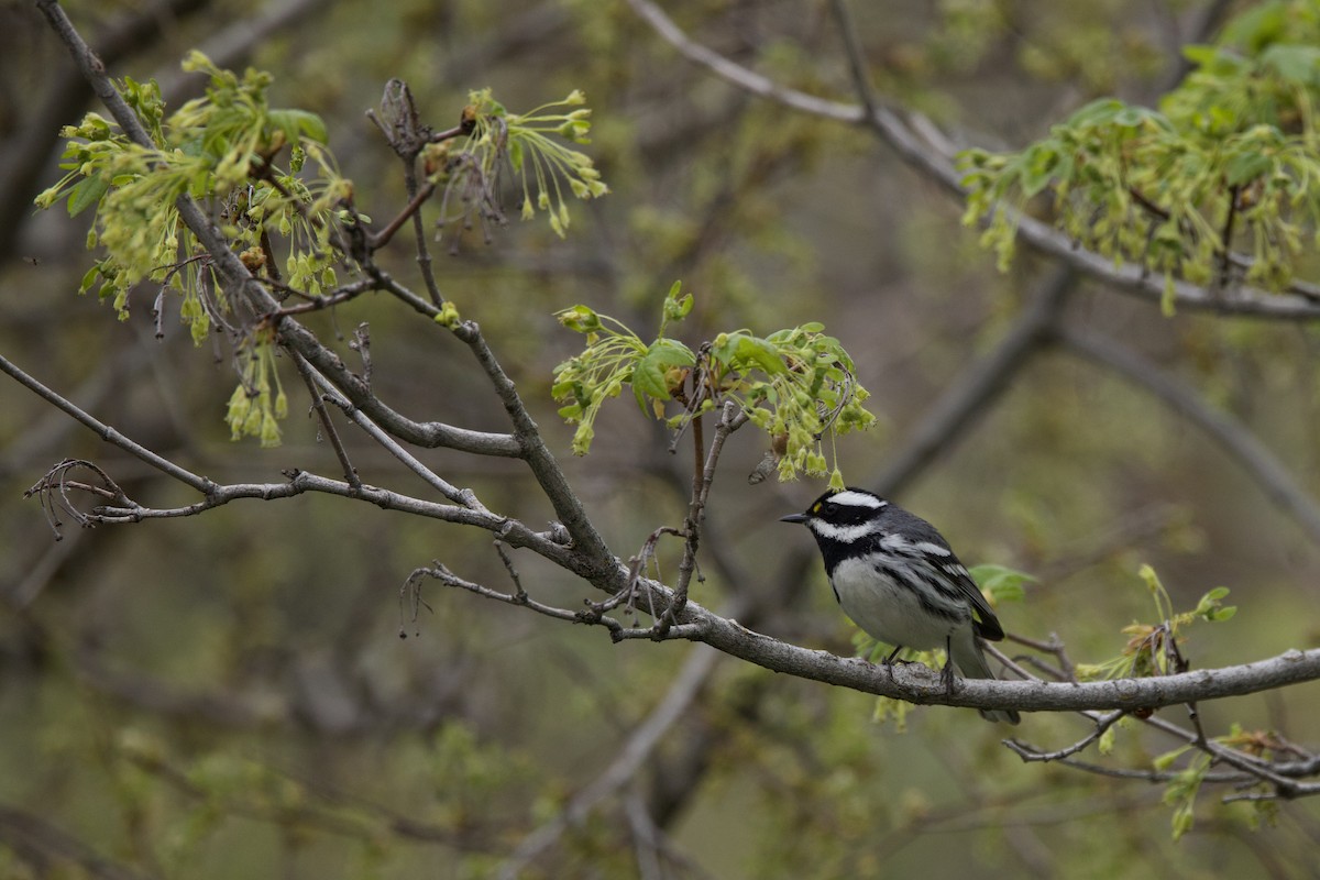 Black-throated Gray Warbler - ML636581983