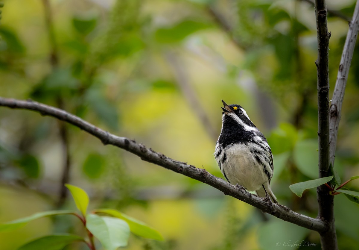 Black-throated Gray Warbler - ML636581984