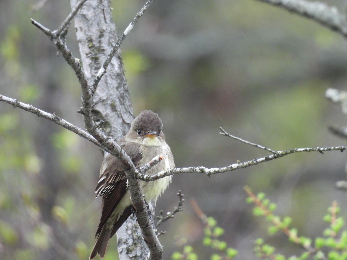 Olive-sided Flycatcher - ML636582013