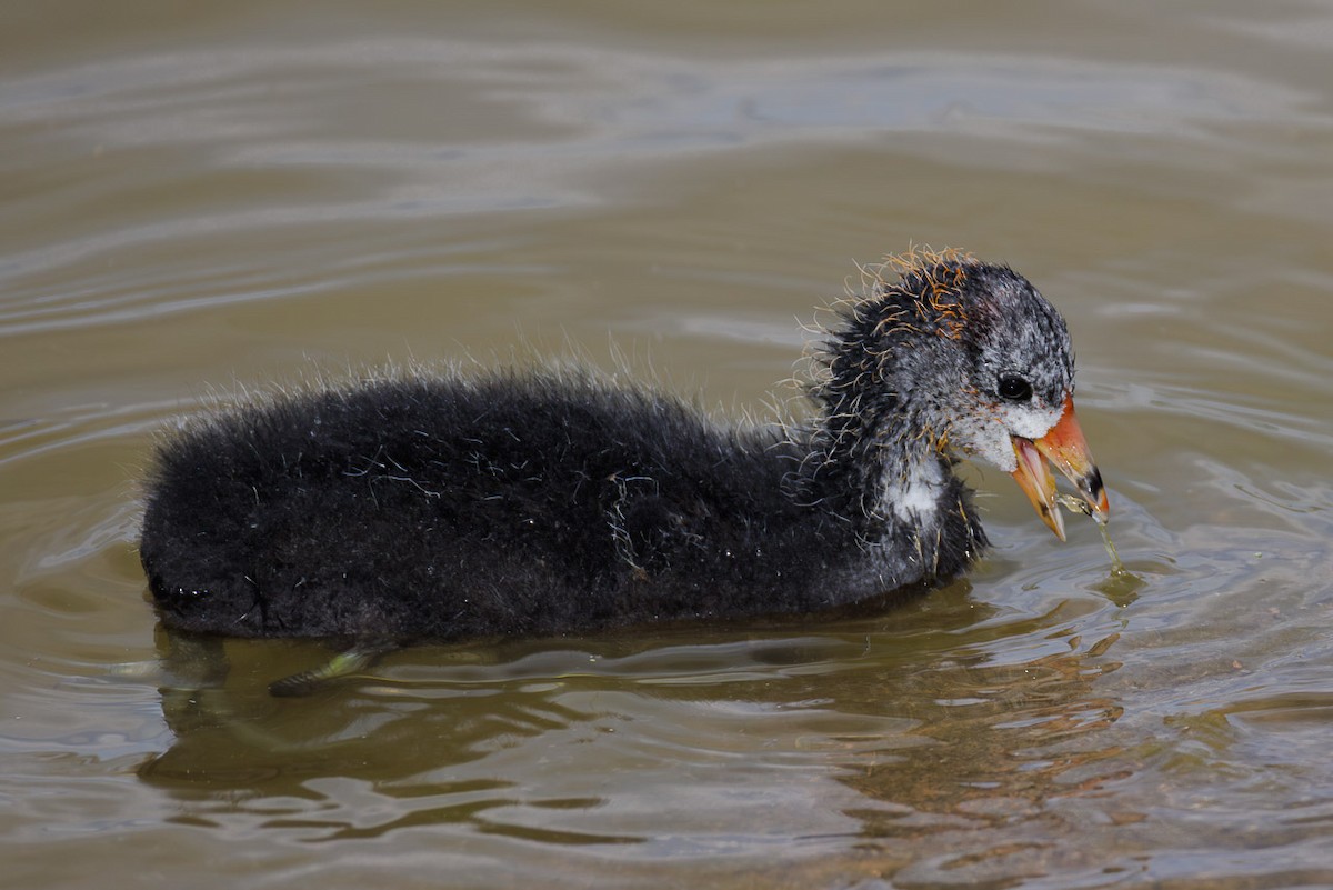 American Coot - ML636582026