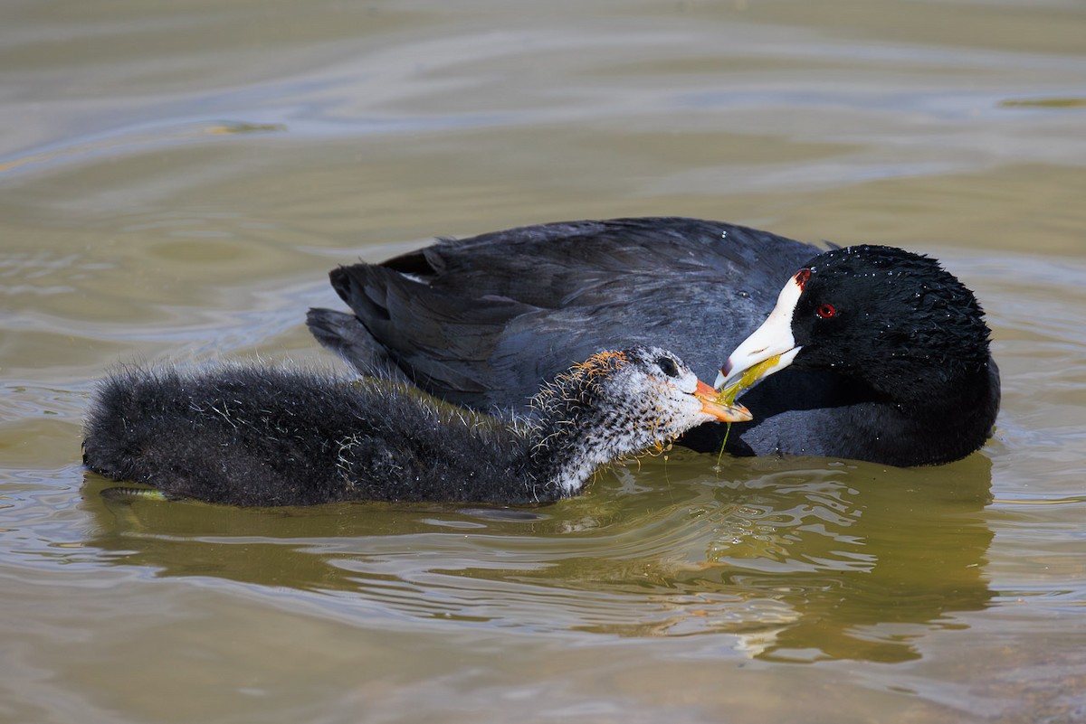 American Coot - ML636582027