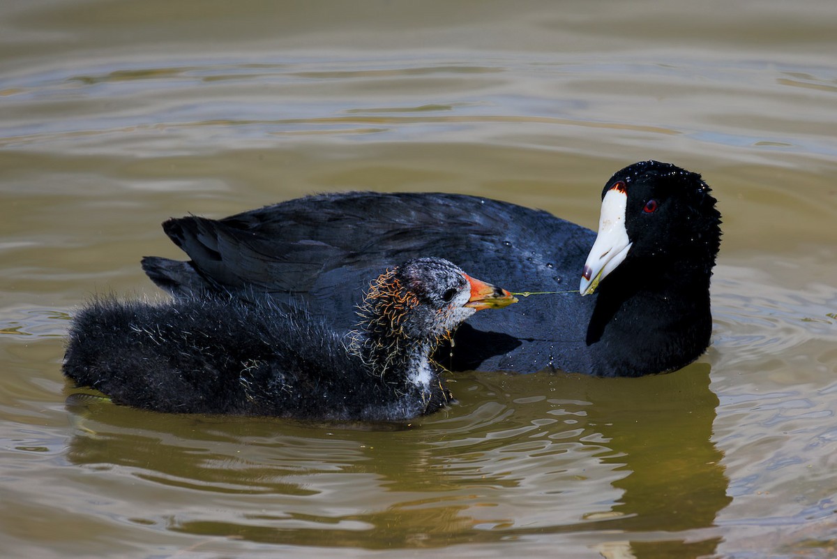 American Coot - ML636582028