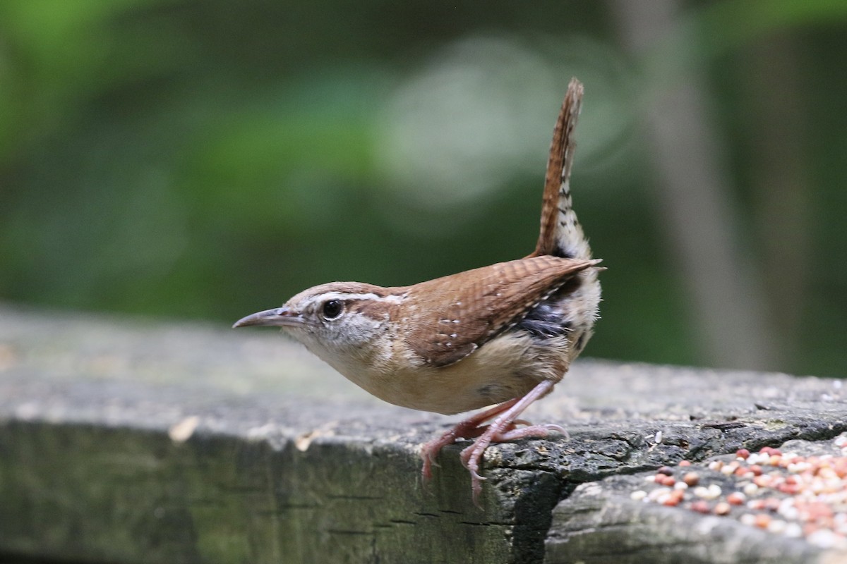 Carolina Wren - ML636582056