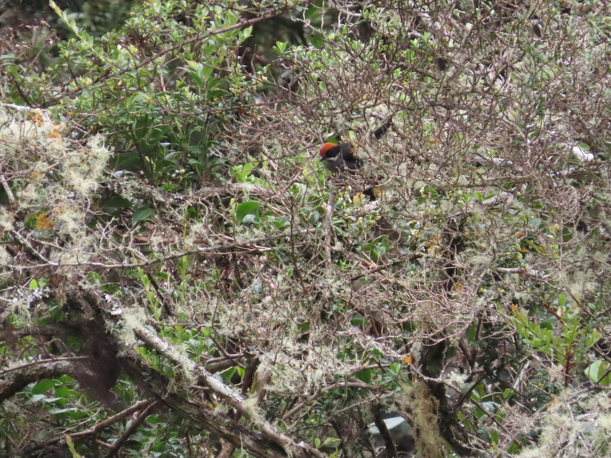 Northern Slaty Brushfinch - ML636582058