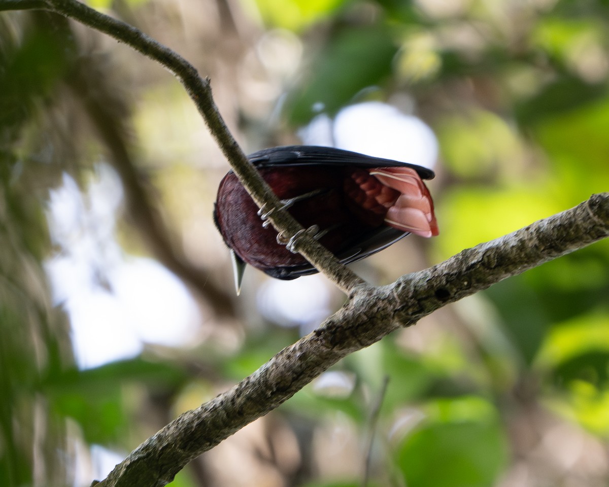 Maroon Oriole (Maroon) - ML636582074