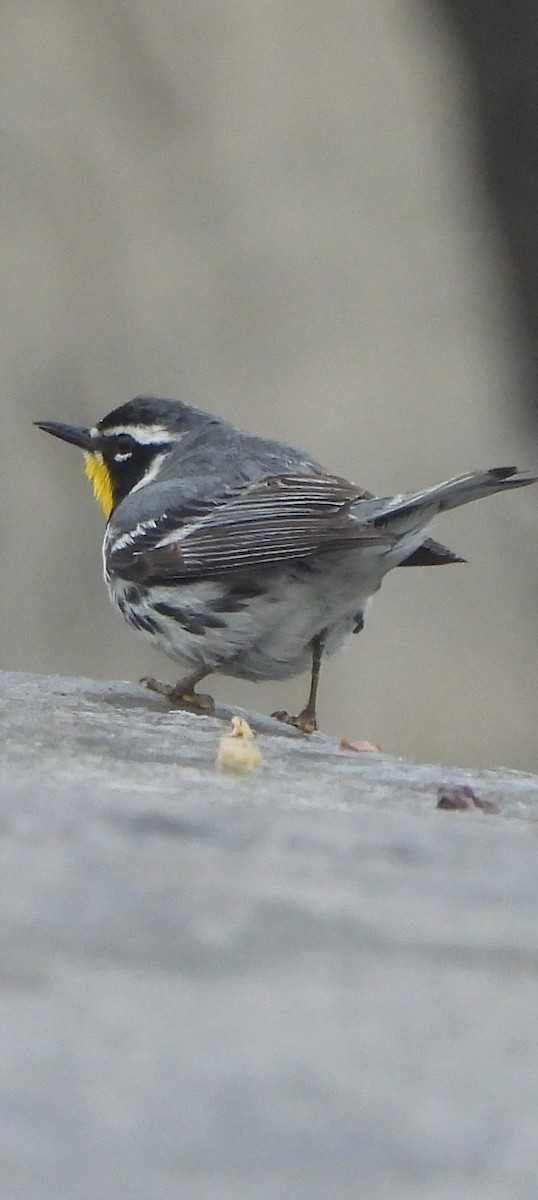 Yellow-throated Warbler - ML636582176