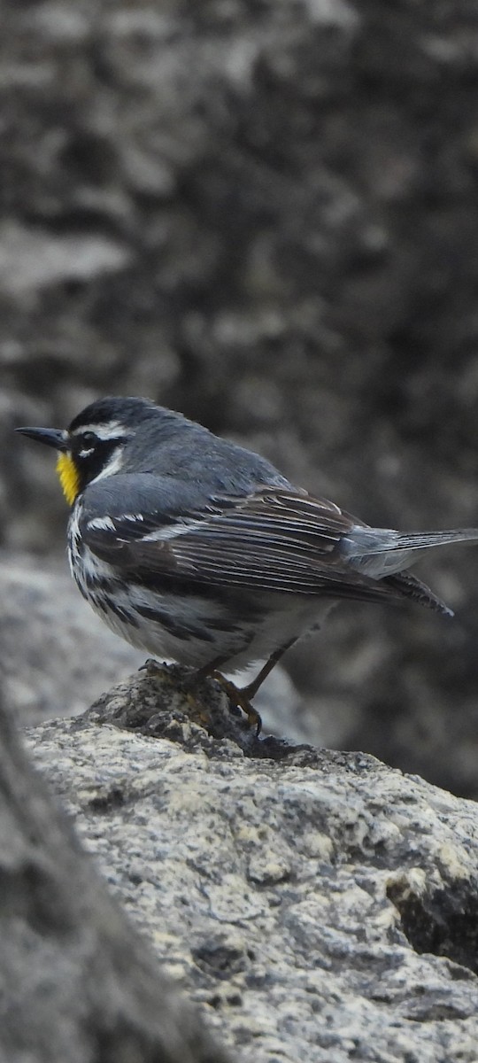 Yellow-throated Warbler - ML636582177