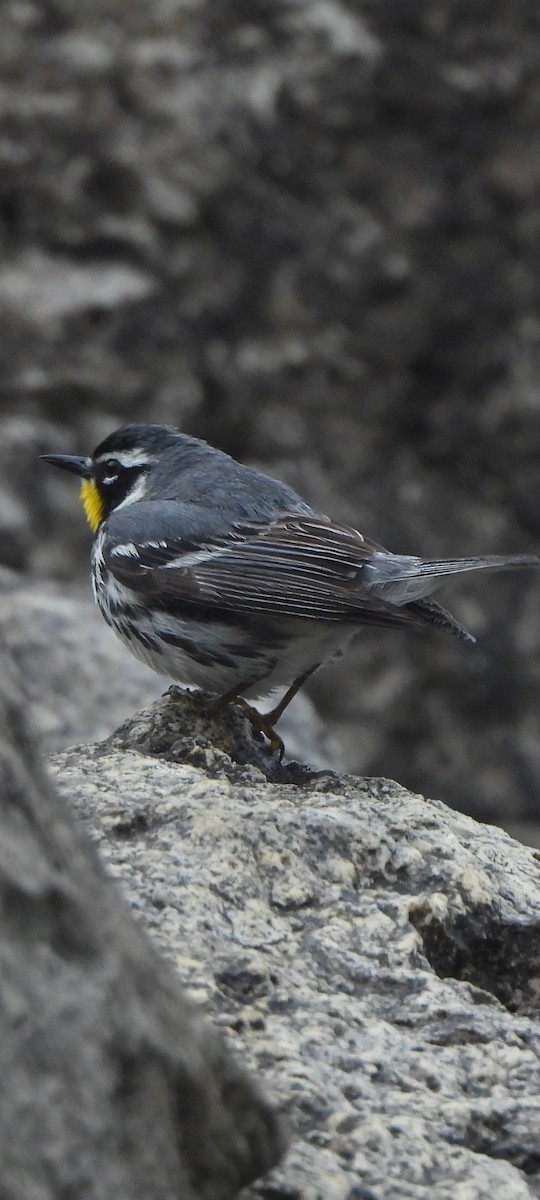 Yellow-throated Warbler - ML636582178