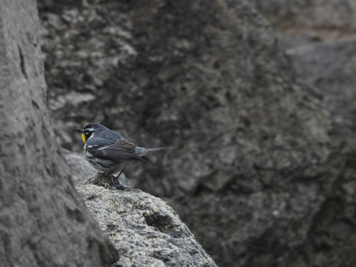 Yellow-throated Warbler - ML636582179