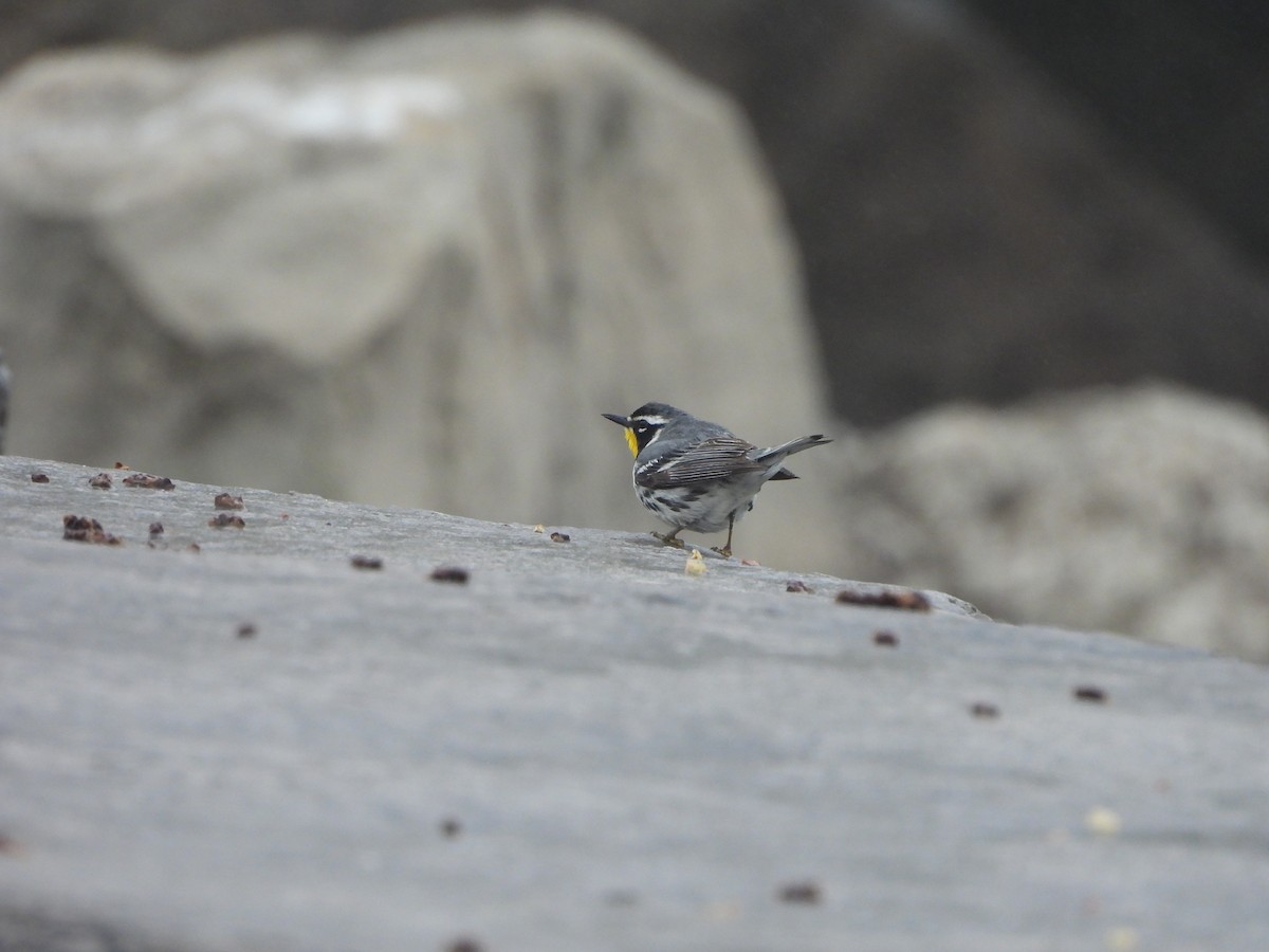 Yellow-throated Warbler - ML636582180