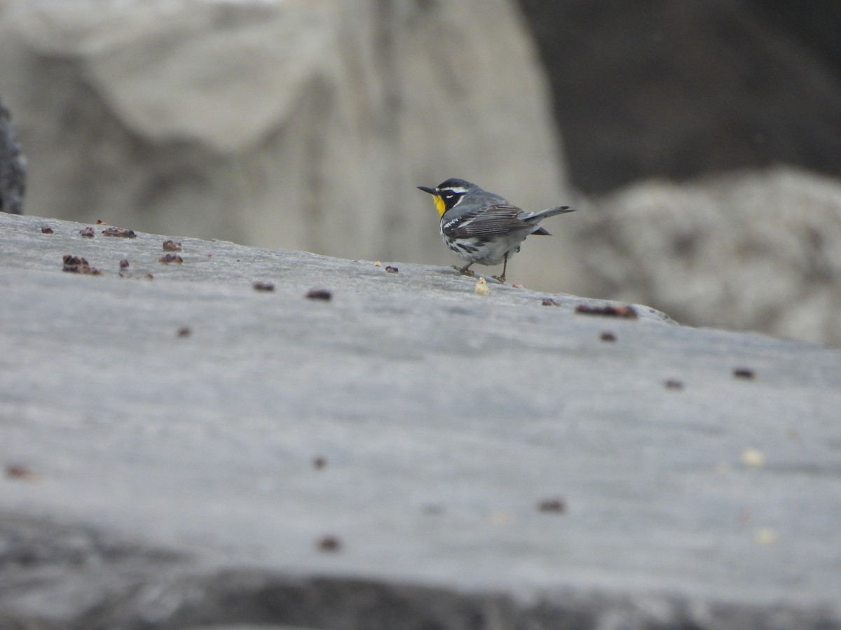 Yellow-throated Warbler - ML636582181