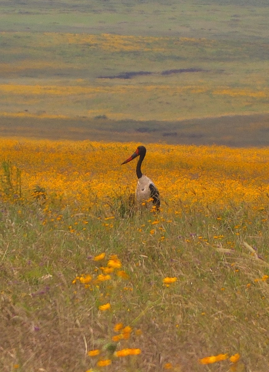 Saddle-billed Stork - ML636582188