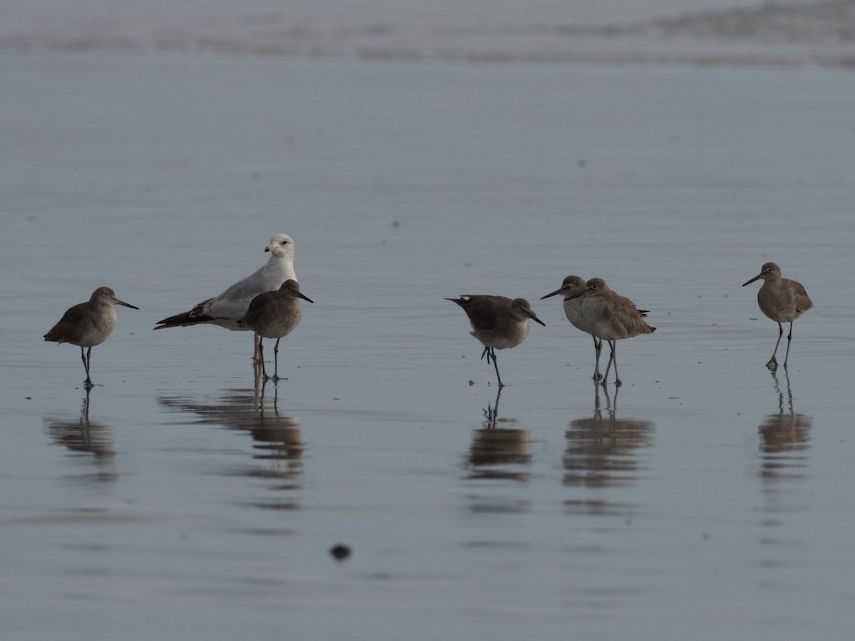 vodouš břehoušovitý - ML636582231