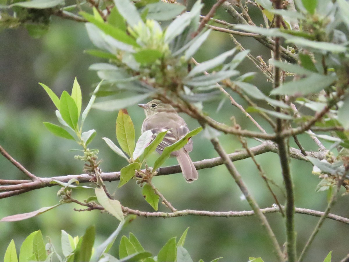 Mountain Elaenia - ML636582256