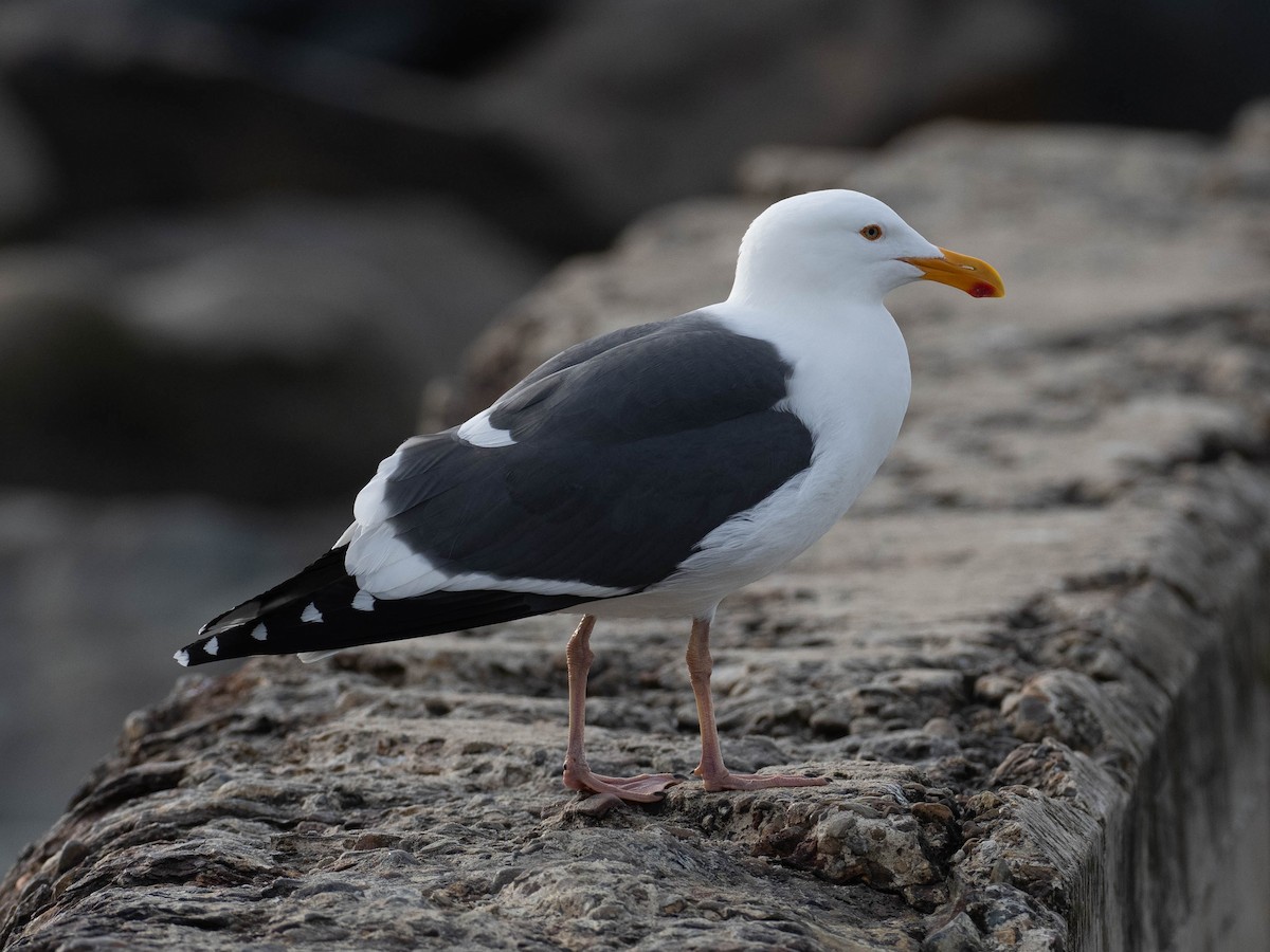 racek západní - ML636582277