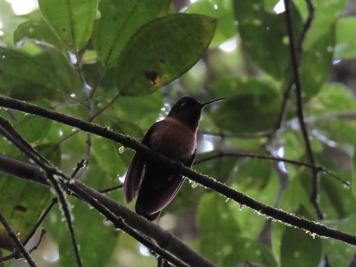 Orange-throated Sunangel - ML636582282