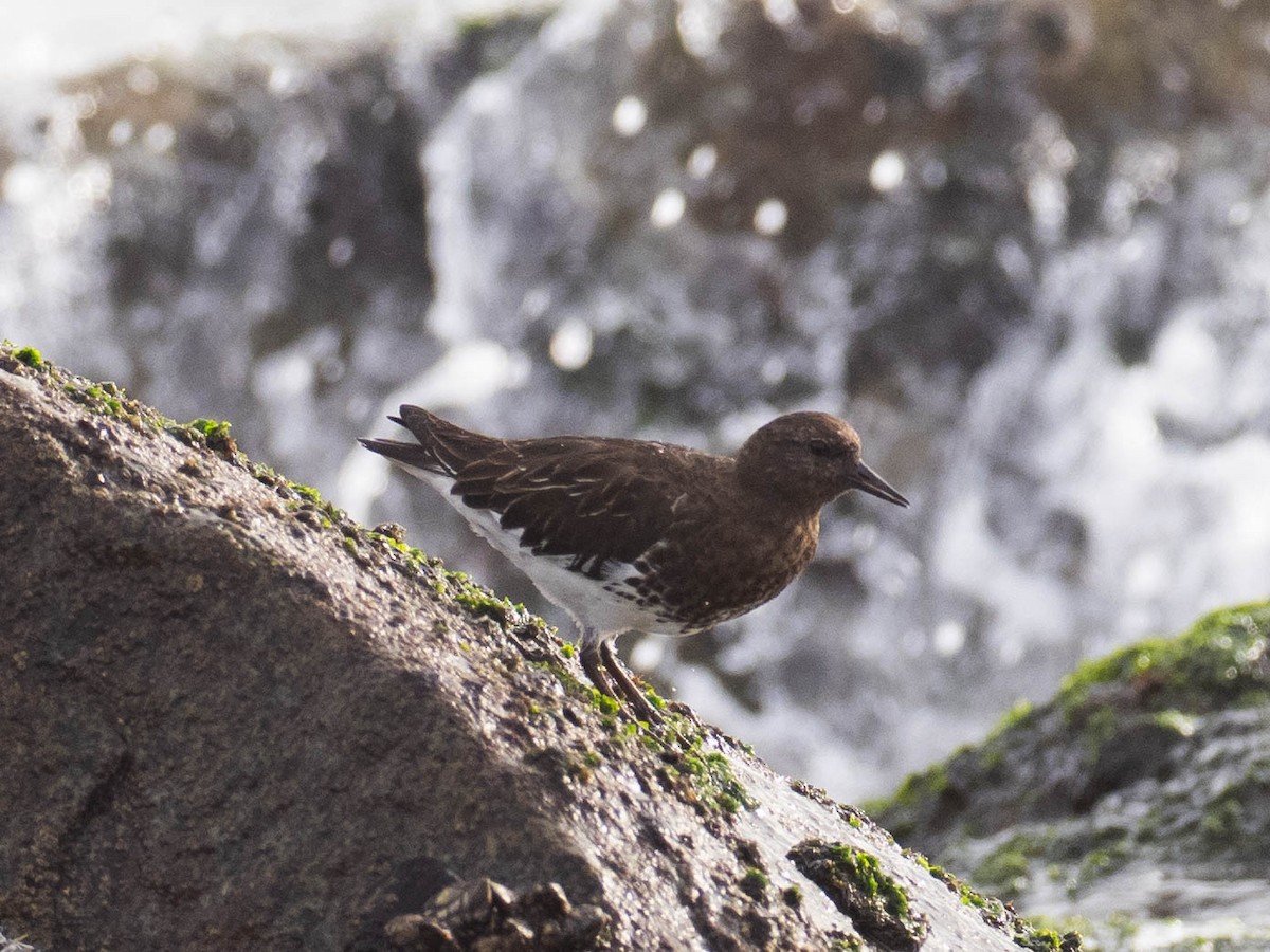Black Turnstone - ML636582286