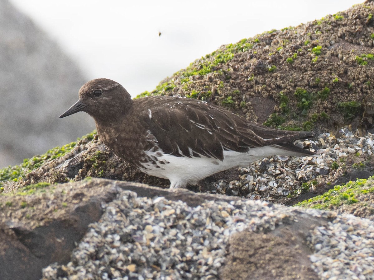 Black Turnstone - ML636582290