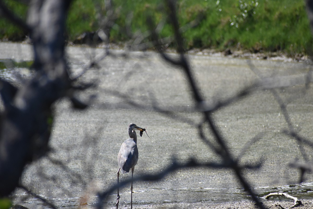 Great Blue Heron - ML636582320