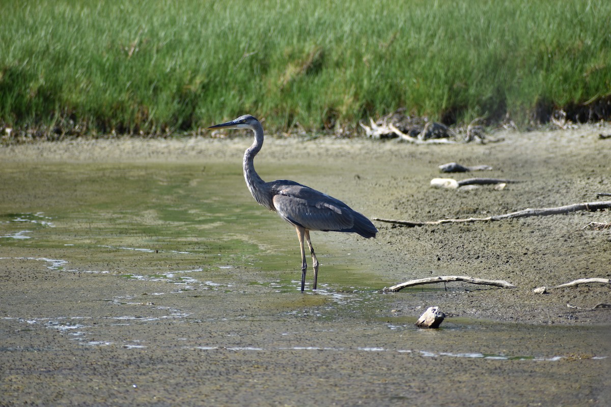 Great Blue Heron - ML636582321