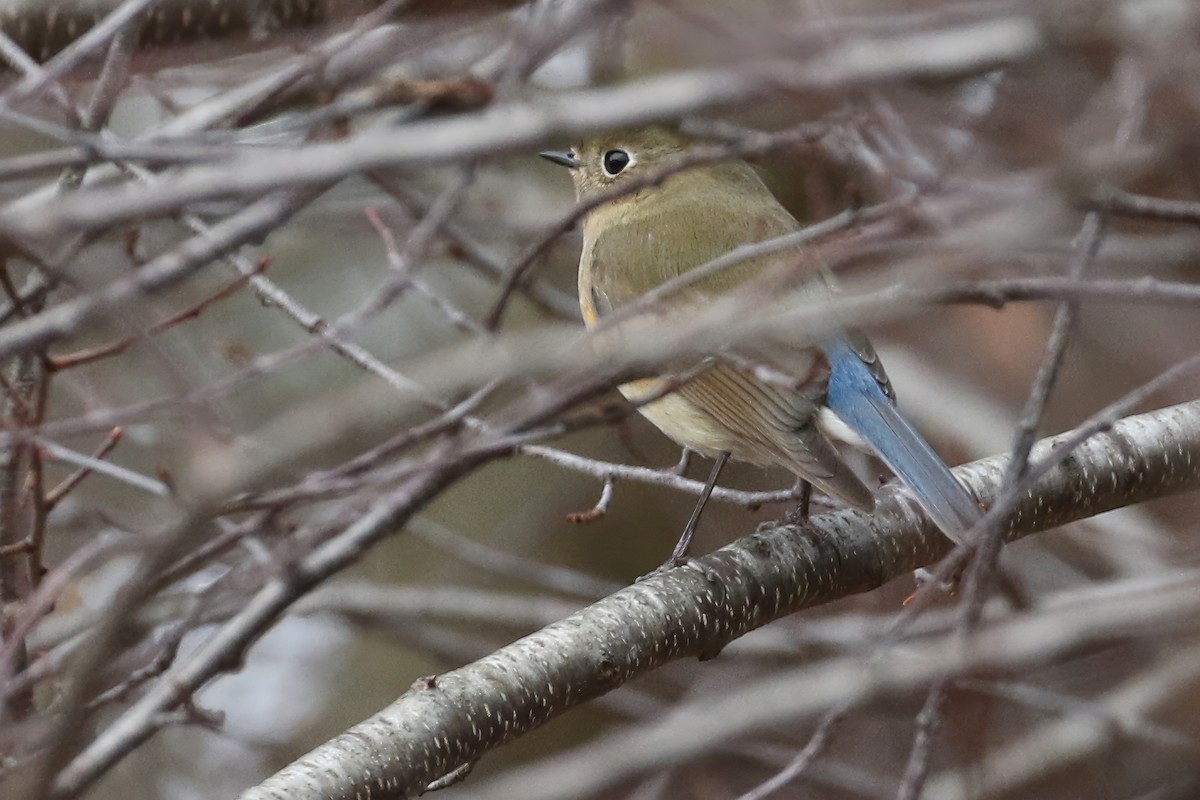 藍尾鴝 - ML636582360