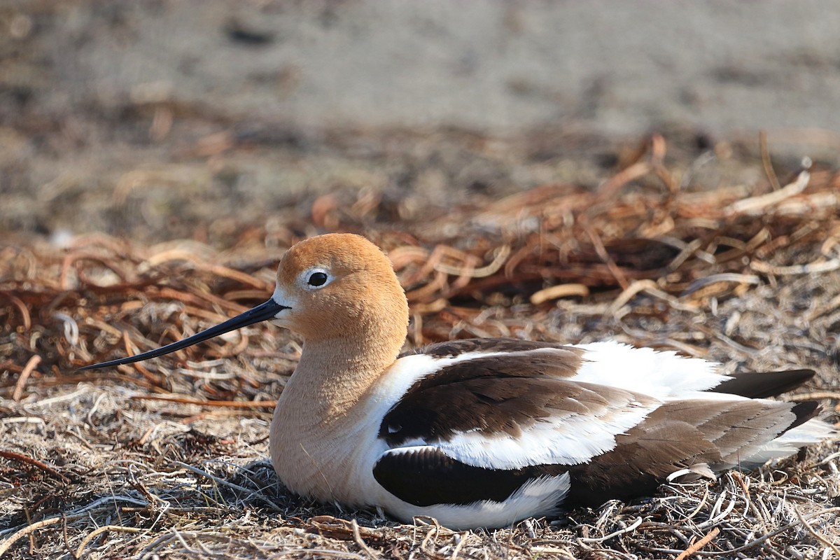 American Avocet - ML636582387