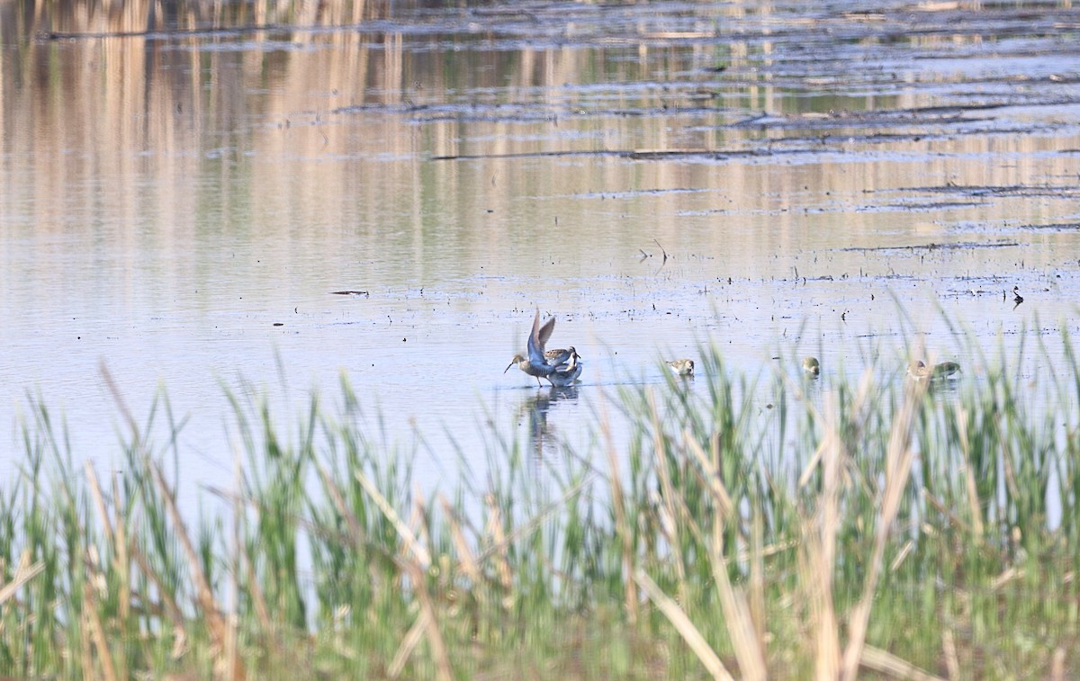 Stilt Sandpiper - ML636582391