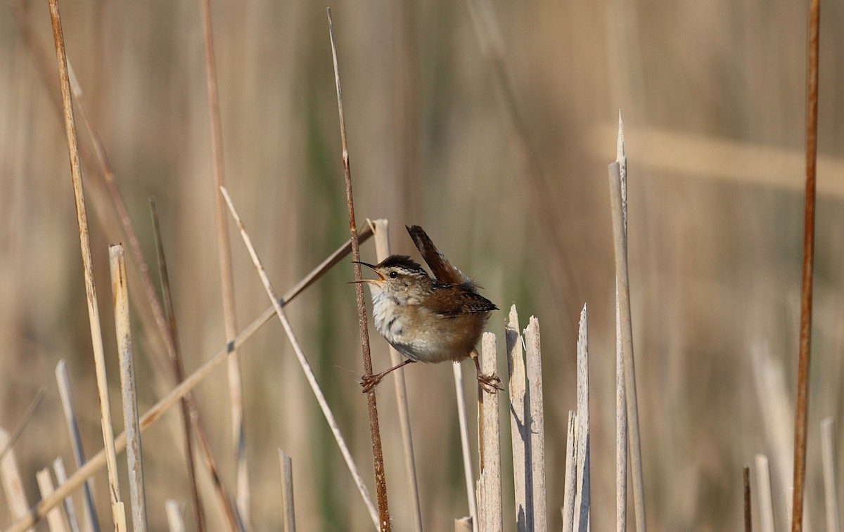 Marsh Wren - ML636582408