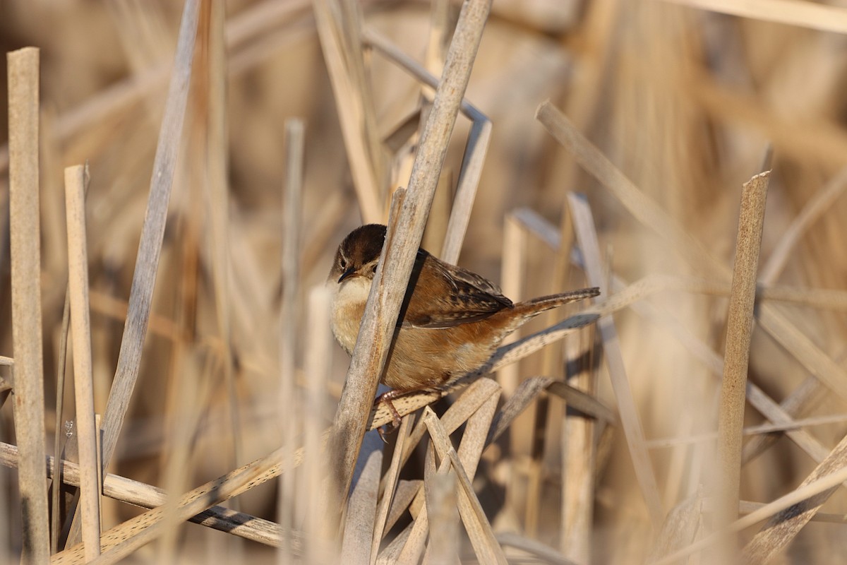 Marsh Wren - ML636582410