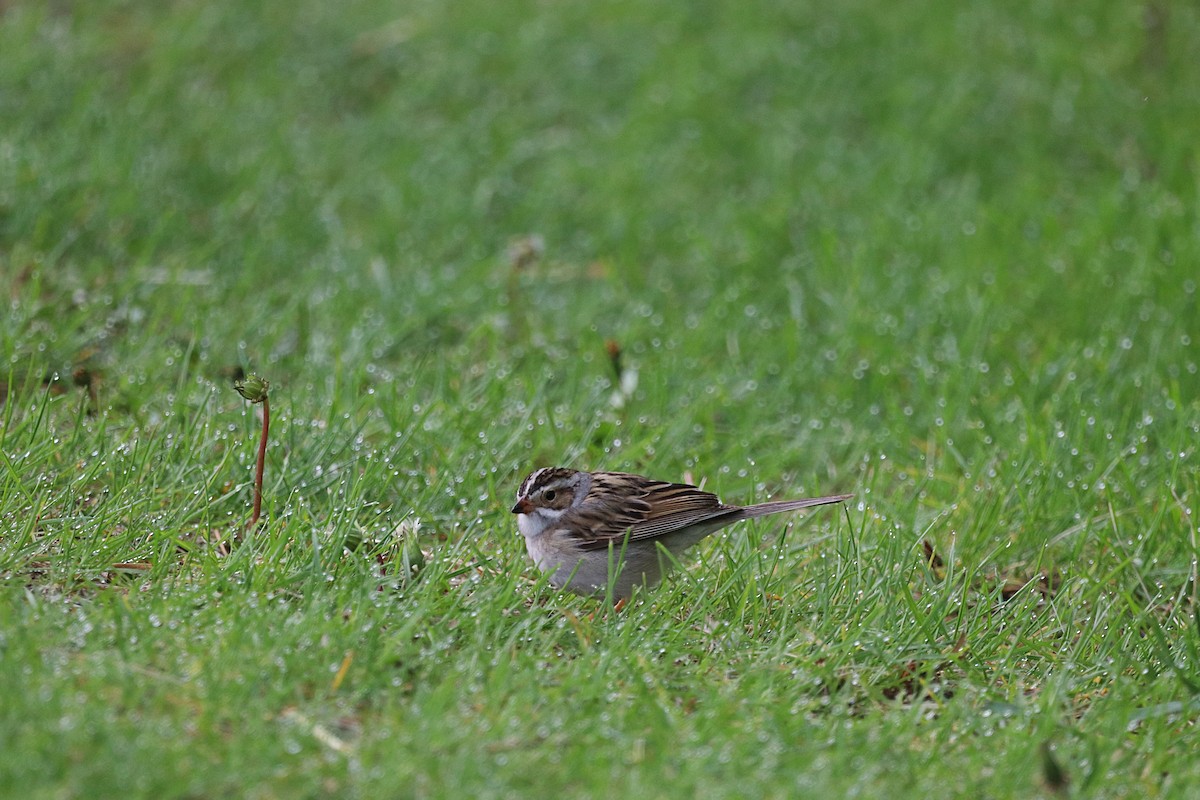 Clay-colored Sparrow - ML636582431