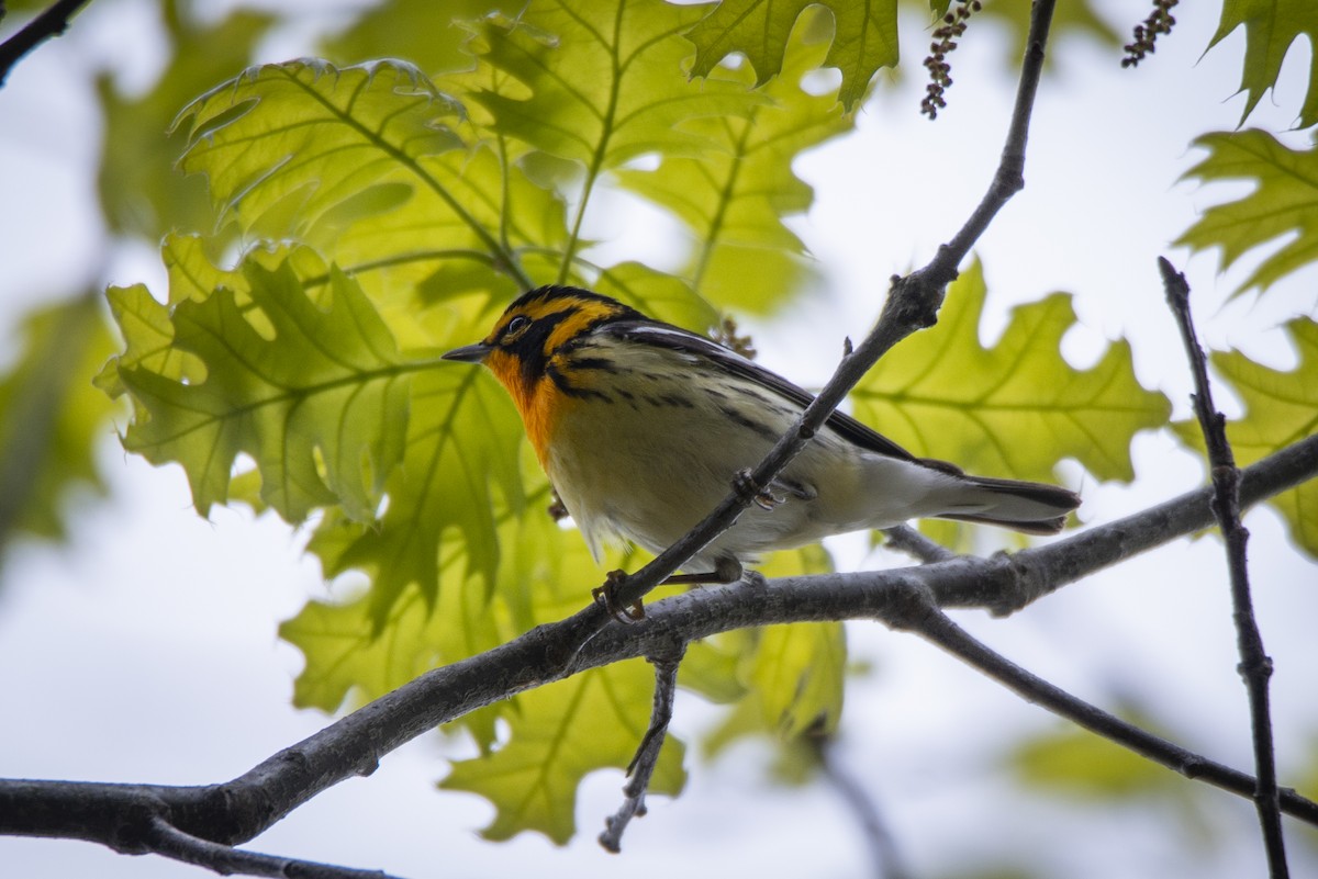 Blackburnian Warbler - ML636582488