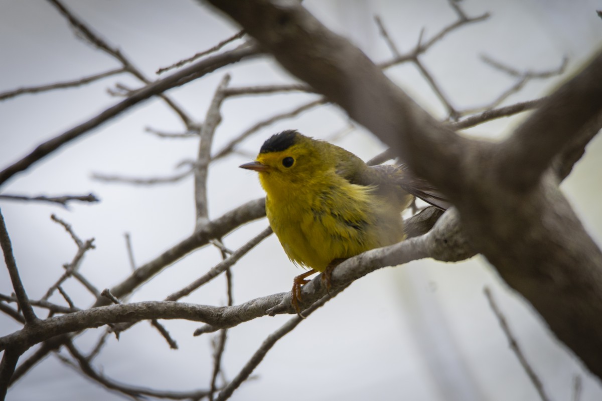 Wilson's Warbler - ML636582514
