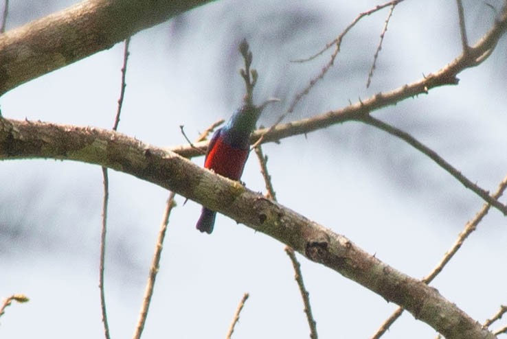 Johanna's Sunbird - ML636582656