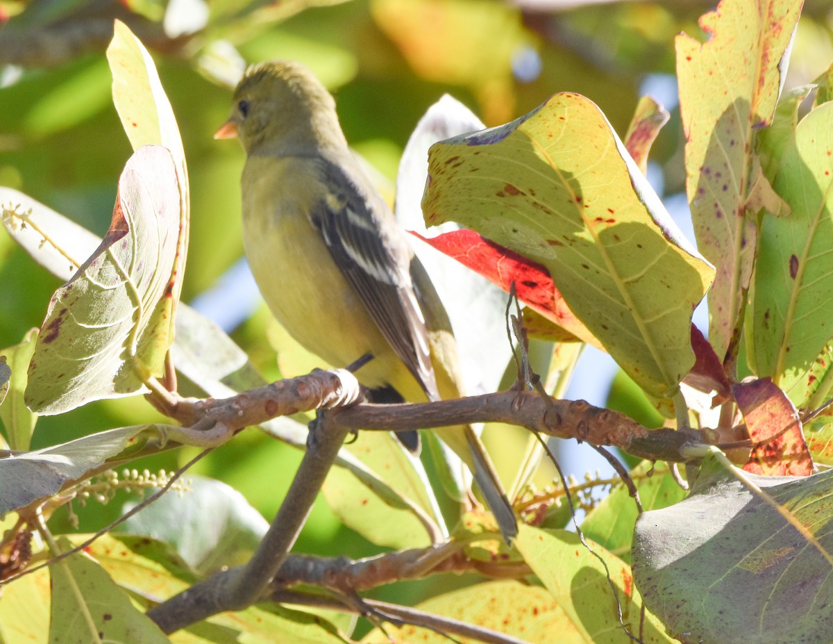 Western Tanager - ML636582876