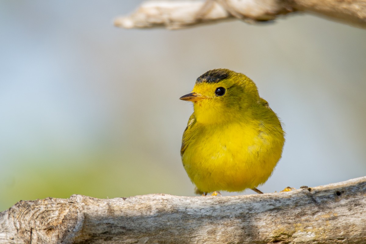 Wilson's Warbler - ML636582966